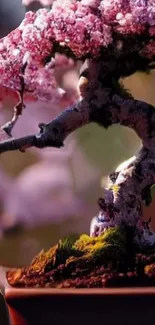 Mobile wallpaper of a pink blossoming bonsai tree.