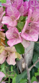 Pink bougainvillea flower wallpaper with green leaves.