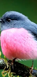 Pink-breasted bird on a mossy branch with a green background.