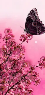 Pink butterfly on cherry blossoms with a soft pink background.