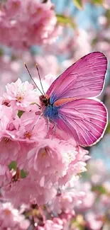 Pink butterfly perched on cherry blossoms with a vibrant spring setting.