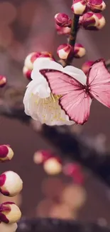 Delicate pink butterfly on a cherry blossom branch.