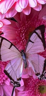 Pink butterfly resting on vivid pink flowers, creating a stunning floral display.