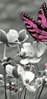 Pink butterfly perched on black and white flowers, creating a striking visual contrast.