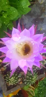 Close-up of a pink cactus flower in bloom.