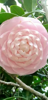 Pink camellia flower among green leaves, soft and elegant.