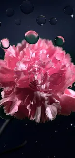 Pink carnation with water droplets on a dark background.