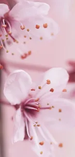 Soft pink cherry blossoms with blurred background.