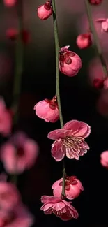 Pink cherry blossom flowers on dark background.