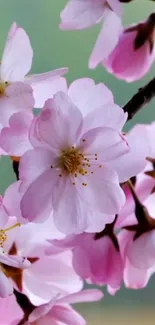 Pink cherry blossom flowers on branches.