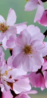 Beautiful pink cherry blossoms in full bloom on a serene background.