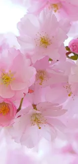 Delicate pink cherry blossoms in full bloom on a mobile wallpaper.