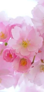 Beautiful pink cherry blossom flowers in full bloom.