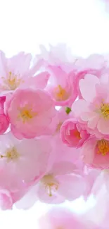 Beautiful pink cherry blossoms in bloom, creating a serene and elegant mobile wallpaper.