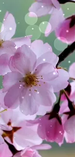 Pink cherry blossoms with soft background bubbles.