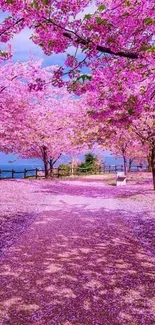 Cherry blossom pathway with pink trees.