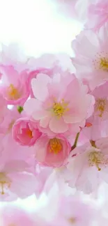 Pink cherry blossom wallpaper with soft petals and a serene background.