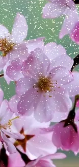 Pink cherry blossoms with a soft green background and delicate white speckles.