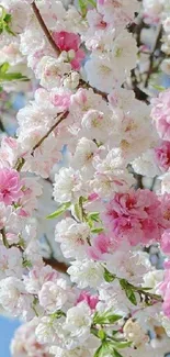 Vibrant pink cherry blossoms against a clear blue sky.