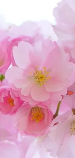 Delicate pink cherry blossoms in full bloom closeup.