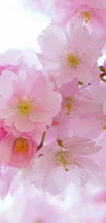 Pink cherry blossoms against a light background.