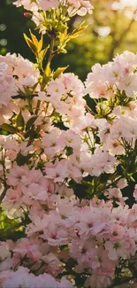 Pink cherry blossoms blooming in sunlight on a phone wallpaper.