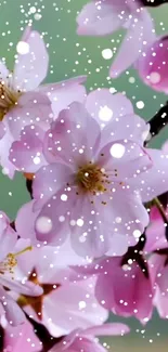 Cherry blossom wallpaper with pink flowers and snowfall.