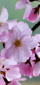 Beautiful pink cherry blossom flowers on a branch against a subtle background.