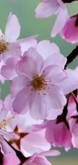 Pink cherry blossom close-up wallpaper for phones.