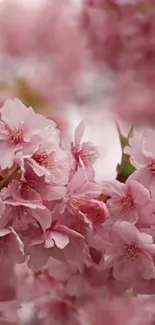 Mobile wallpaper of pink cherry blossoms in bloom.