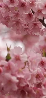 Beautiful pink cherry blossoms in full bloom for mobile wallpaper.