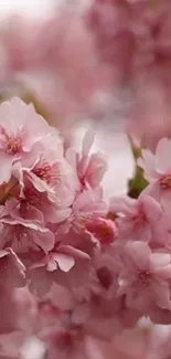 Pink cherry blossoms in full bloom, creating a calming mobile wallpaper.