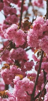 Mobile wallpaper showcasing pink cherry blossoms in full bloom.