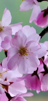 Pink cherry blossoms on a tree branch.