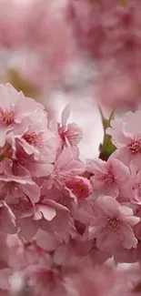 Pink cherry blossoms in full bloom.