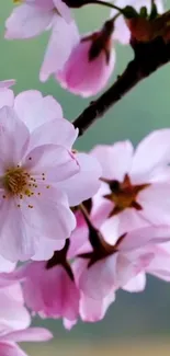 Mobile wallpaper with pink cherry blossoms on a branch.