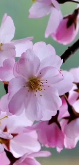 Pink cherry blossoms on a branch background.