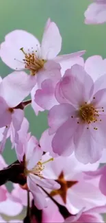 Lovely pink cherry blossoms on green background.