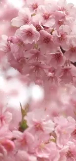 Pink cherry blossoms in full bloom, creating a serene wallpaper.