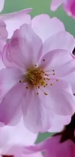 Delicate pink cherry blossom in full bloom.