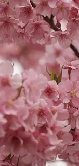 Delicate pink cherry blossoms adorn the branches, creating a serene spring wallpaper.