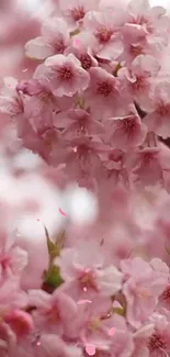 Mobile wallpaper of pink cherry blossoms in full bloom.