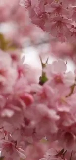 Close-up of pink cherry blossoms in spring.