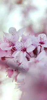 Pink cherry blossom flowers in full bloom, creating a serene mobile wallpaper.