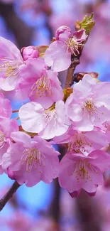 Vibrant pink cherry blossoms in full bloom against a blue sky.