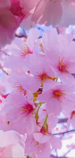 Beautiful pink cherry blossoms against a clear blue sky mobile wallpaper.