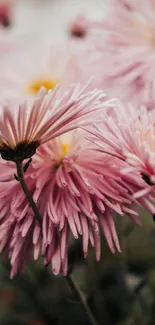 Close-up of pink chrysanthemum flowers in full bloom.