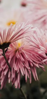 Pink chrysanthemum flowers create a serene wallpaper.