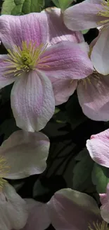 Pink clematis flowers with green leaves as a wallpaper design.