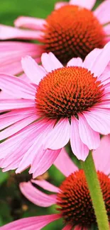 Vibrant pink coneflower with green leaves background.